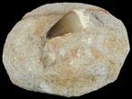 Mosasaur (Prognathodon) Tooth In Rock #60181-2